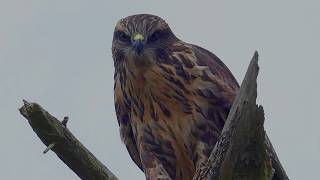 An Buzzard calling  England UK [upl. by Ahsiner719]