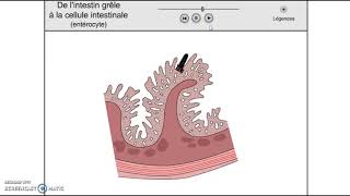 1ST2Sstructure de la muqueuse intestinale et absorption [upl. by Mutz]