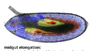 Drosophila Gastrulation [upl. by Koralie210]