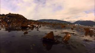 Nature Vancouver explores the Rocky Intertidal area at Stanley Park [upl. by Lisk628]