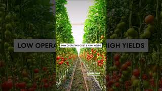 Invest in the Profitable Future with Geothermal Greenhouses🌱🍅↗ tomato geothermalgreenhouse agro [upl. by Corbin315]