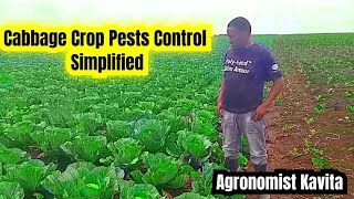 CABBAGE CROP PESTS CONTROL [upl. by Aniaz900]