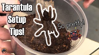 🕷🕸 How to Set Up a Standard Tropical Enclosure for a Pinktoe Tarantula 🕷🕸 [upl. by Roshan186]