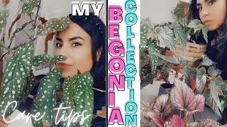 My Begonia Collection and Care Tips [upl. by Nivanod386]