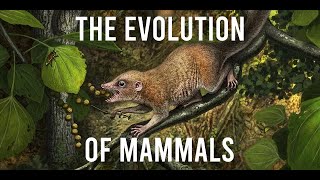 The Evolution of Mammals [upl. by Ardella]