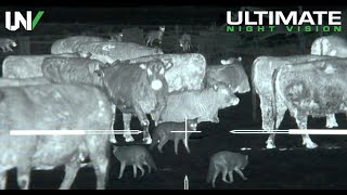 Thermal Predator Hunting  45 Coyotes Down with the IR Hunter MKIII [upl. by Negem]