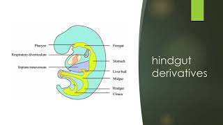 Embryonic periodendodermal derivatives [upl. by Notlil]