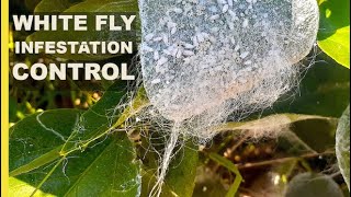 How to Get Rid of Flies in Your Backyard [upl. by Drobman492]