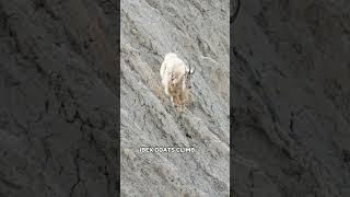 Ibex Goat  A Professional Rock Climbing Goat [upl. by Enelrahs]