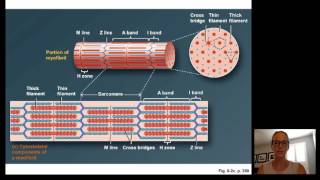 Lecture15 Muscle Physiology [upl. by Aidualc]