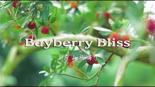 Bayberry Bliss The Sweet Journey of Dongshans Summer Fruit [upl. by Hjerpe724]