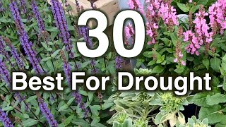 Drought Resistant Flowers 30 Perennials Proven To Grow [upl. by Jeanna]