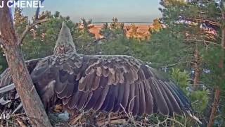 ELANG quotProses berkembang biak burung elangquot [upl. by Uahc]