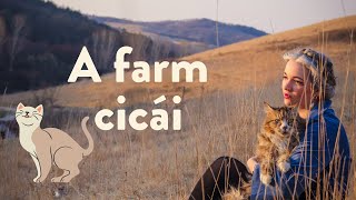 A farm cicái bemutatkoznak 🥰 [upl. by Hartmann3]