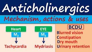 Anticholinergics  Mechanism actions side effects amp uses [upl. by Glimp]