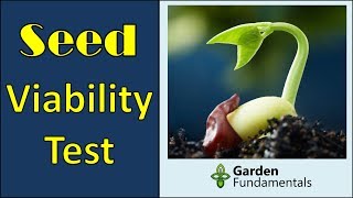 Improved Seed Germination Test  easily test seed viability baggy method [upl. by Aicele]