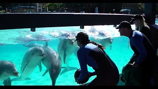 SeaWorlds Dolphins Love Their Toys [upl. by Arty]