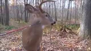 Funny deer hunting [upl. by Deden]