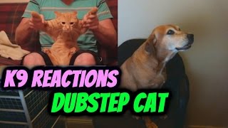 Dubstep Cat REACTION [upl. by Mcgill]