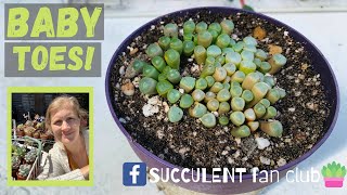 Baby Toes succulent care and propagation tips Fenestraria Rhopalophylla [upl. by Nyleda]