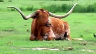 Texas Longhorn Cattle [upl. by Nylodam914]