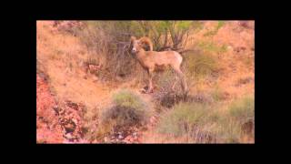 Grand Canyon Suite On the Trail by Ferde Grofe [upl. by Jerrol237]