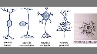 HISTOLOGÍA DEL SISTEMA NERVIOSO [upl. by Oznole977]