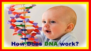 DNA Explained  Biology For Beginners [upl. by Nylarak]