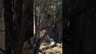 Coatimundi Playing In Chiricahua National Monument shorts [upl. by Wane386]