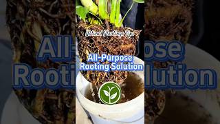 All Purpose Rooting Solution shortvideo plants youtubeshorts garden howto viralvideo [upl. by Phylis]