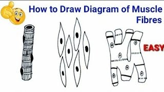 How to draw a Muscle Tissue  Straight muscles  Smooth muscles  Cardiac muscles [upl. by Fancy]