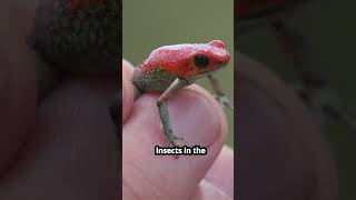 PART 3  Poison Dart Frog  Tiny Toxic  Rainforest Defense  Colorful Warningquot Amazon Frog [upl. by Ermeena666]