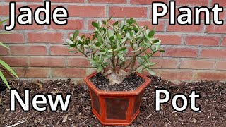 Repotting My Jade Plant Into A New Pot 2023 Update [upl. by Eimma]