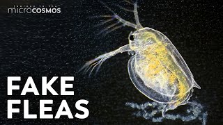 Water Fleas Look Weird Adapt Weirder [upl. by Rekab681]