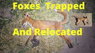 Trapping Foxes [upl. by Daffy]