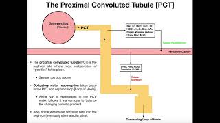 Functions amp Histology of The Proximal Convoluted Tubule PCT [upl. by Aerahs]