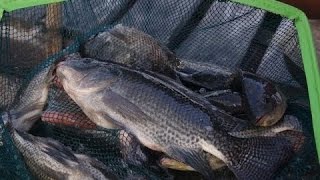 TILAPIA CAGE CULTURE FARMING  PAPUA NEW GUINEA [upl. by Limber]