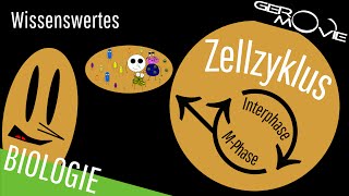 ► Zellzyklus und Zellteilung  verständlich erklärt  Wissenswertes [upl. by Dera587]