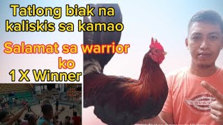 KALISKIS NG ATING MANOK PANABONG [upl. by Sapphera]