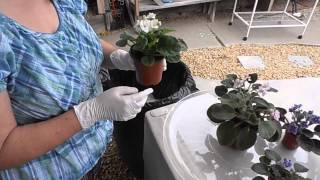 How To Spray African Violets With Neem Oil  DEMO [upl. by Zorine967]