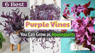 6 Best Purple Vines You Can Grow as Houseplants [upl. by Ahterahs697]