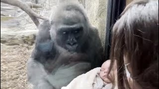 Watch Kiki The Gorilla Shares A Special Moment With New Mom And Baby [upl. by Imugem]