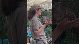 Nonreleasable Neotropical Mississippi Kite Moose Imprinted on Humans amp Amanda at Nature Fest [upl. by Scribner]