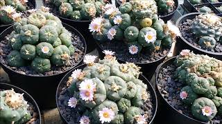 Lophophora williamsii peyote alte Pflanzen [upl. by Yerag38]