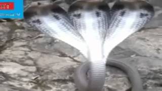 Five headed snakea rare video [upl. by Berard482]