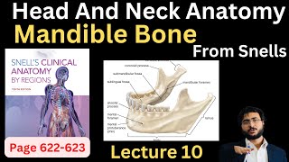 Mandible Bone  Head and Neck Anatomy  headandneckanatomy [upl. by O'Kelly]