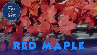 Tree of the Week Red Maple [upl. by Anaik]