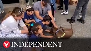 Moment lost dog reunited with family after owners spot her at adoption event [upl. by Dniren893]