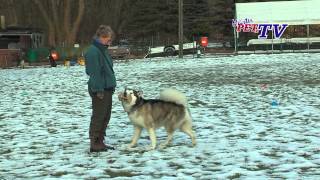 Alaskan Malamute Informationen zur Rasse [upl. by Evyn]