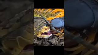 centipede bite amazingfacts shorts😱 कनखजूरा [upl. by Areid767]